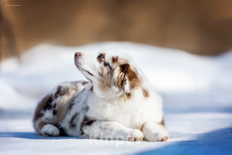 Собаки в Москве: Щенок миниатюрной Американской овчарки Мальчик, Бесплатно - фото 3
