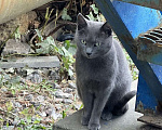 Кошки в Санкт-Петербурге: Котики в добрые руки  Мальчик, Бесплатно - фото 4