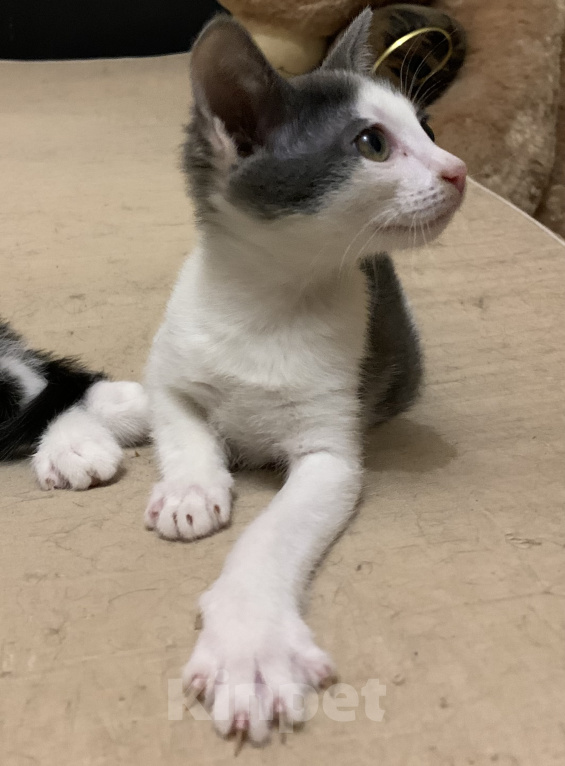 Кошки в Москве: Малыши в добрые руки  Девочка, 1 руб. - фото 4