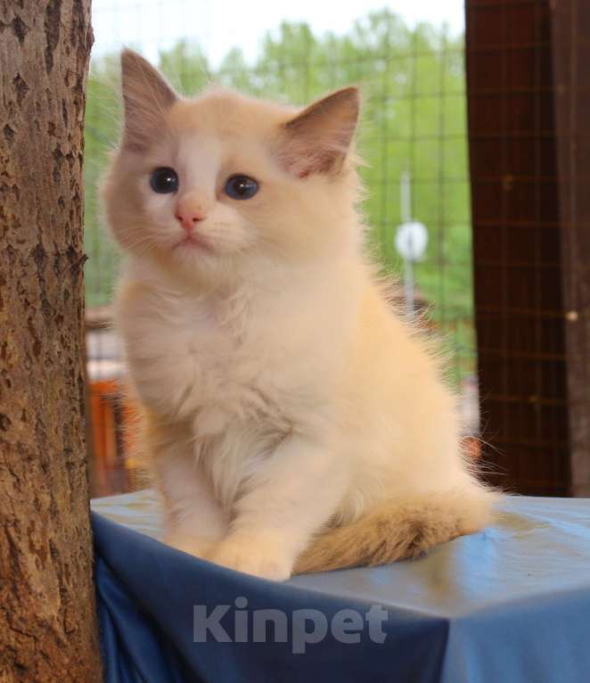 Кошки в Санкт-Петербурге: Котенок Рэгдолл девочка с документами Девочка, 40 000 руб. - фото 1