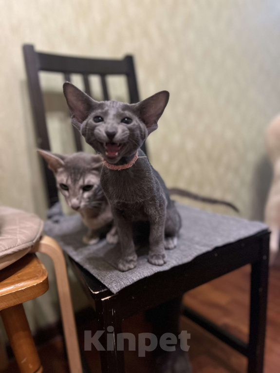 Кошки в Москве: Голубая красавица  Девочка, 60 000 руб. - фото 2