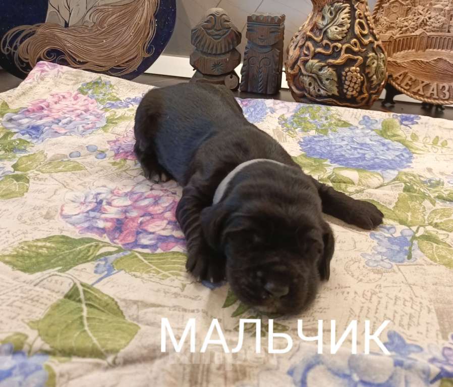 Собаки в Москве: Мальчик Мальчик, 40 000 руб. - фото 1