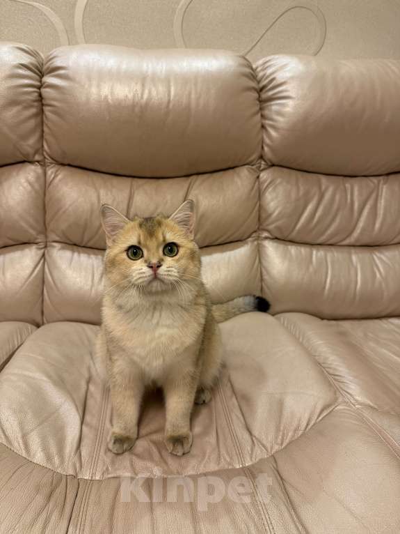 Кошки в Москве: Британский Золотой Кот Мальчик, 70 000 руб. - фото 4