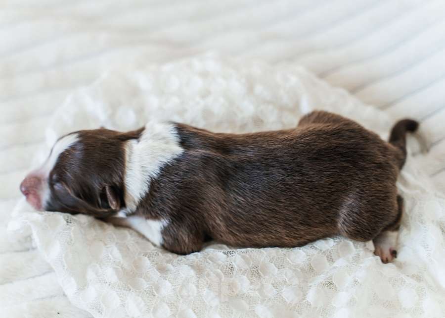 Собаки в Москве: Кобель бордер колли шоколад Документы РКФ Мальчик, 100 000 руб. - фото 1