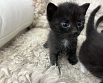 Кошки в других городах Краснодарского края: Котёнок девочка ищет дом Девочка, Бесплатно - фото 1