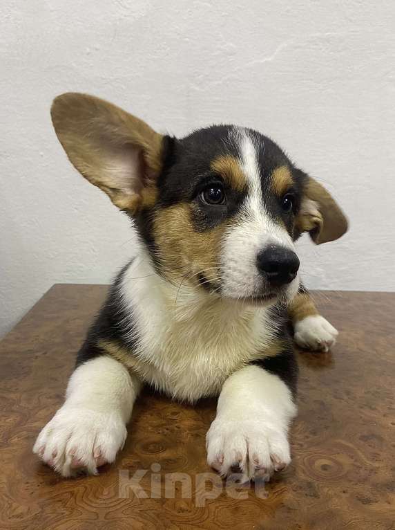 Собаки в Касли: Вельш-Корги Кардиган Разнополые, Бесплатно - фото 4