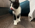 Кошки в Москве: Ищет дом маленький котенок Мальчик, Бесплатно - фото 3