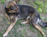 Собаки в Саратове: Собака сучка, 8 руб. - фото 5