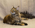 Кошки в Полярном Зоре: кошка, 5 000 руб. - фото 2