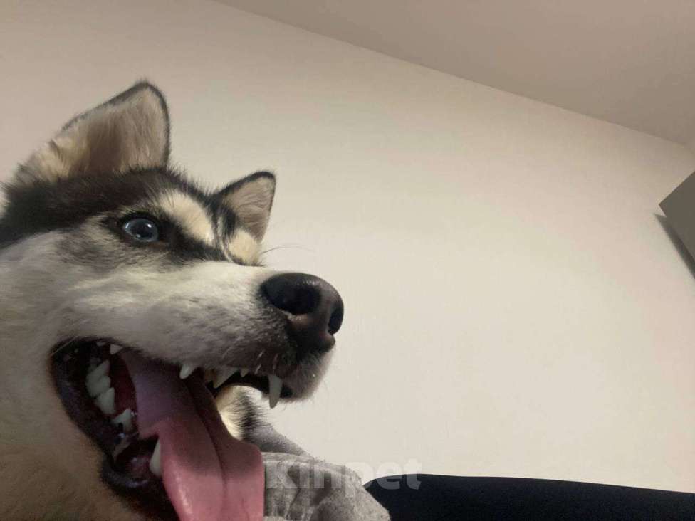 Собаки в Санкт-Петербурге: Хаски щенок Девочка, 10 000 руб. - фото 1