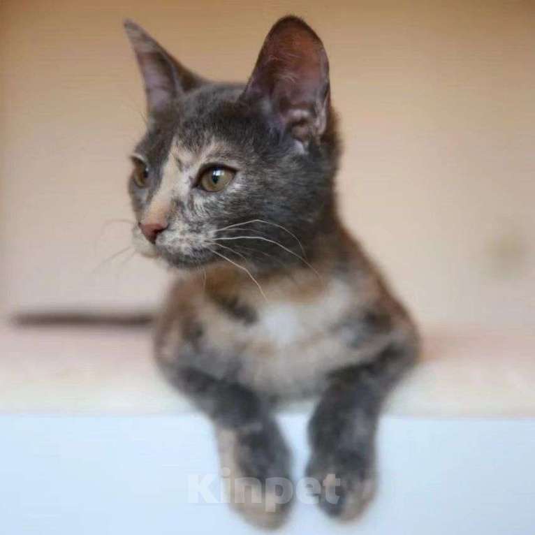 Кошки в Москве: Маленький котенок Пинки Девочка, Бесплатно - фото 5