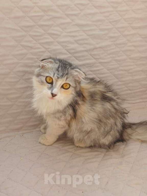 Кошки в Москве: Котенок Сказка в добрые руки Девочка, Бесплатно - фото 2