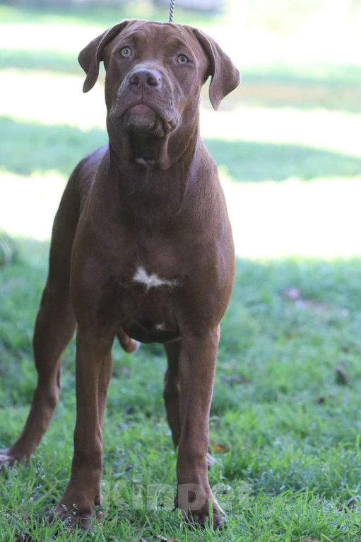 Собаки в Москве: Щенок Прайтера Девочка, 70 000 руб. - фото 3