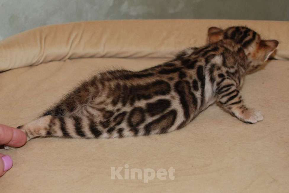 Кошки в Москве: Бенгальская кошечка. Девочка, 60 000 руб. - фото 6