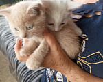 Кошки в Усть-Лабинске: Кошечка в добрые руки Девочка, Бесплатно - фото 1