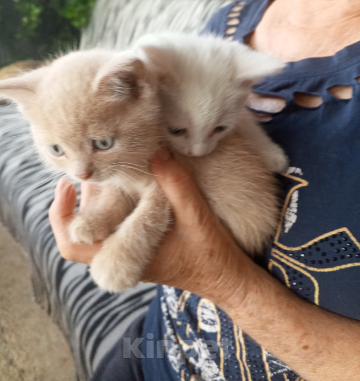 Кошки в Усть-Лабинске: Кошечка в добрые руки Девочка, Бесплатно - фото 1