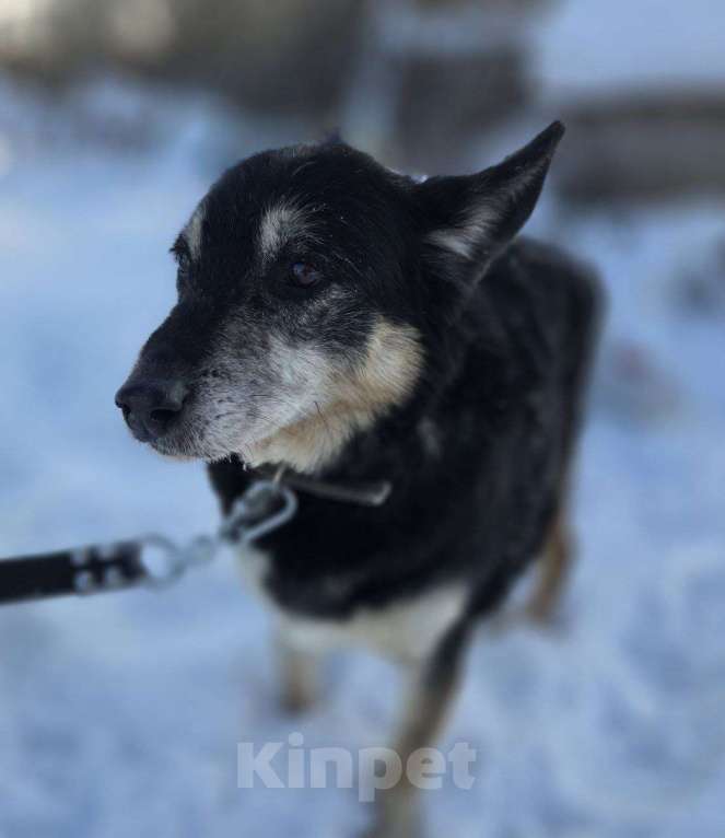 Собаки в Королеве: Нежная, трогательная Агата в поисках дома! Девочка, Бесплатно - фото 10