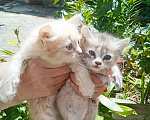 Кошки в Симферополе: отдам котиков в добрые руки Мальчик, Бесплатно - фото 2