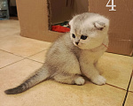 Кошки в Москве: Шотландский вислоухий короткошёрстный котёнок Девочка, 10 000 руб. - фото 4
