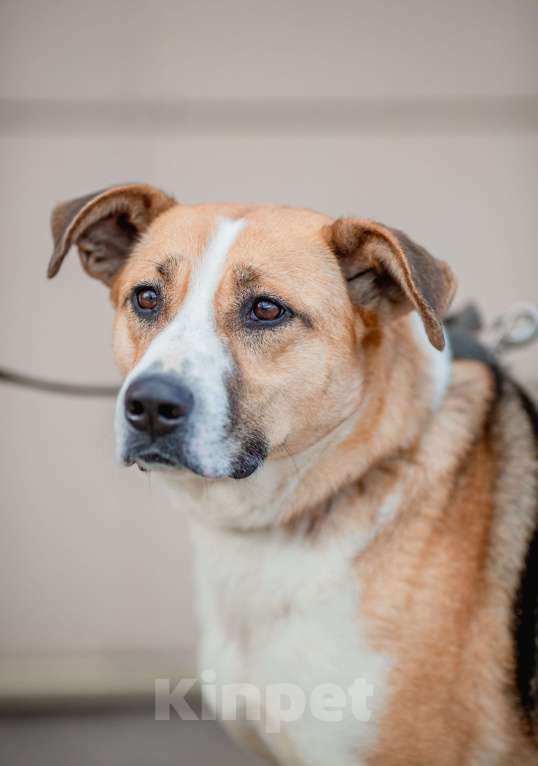 Собаки в Москве: Гаечка Девочка, Бесплатно - фото 7