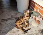Кошки в Ростове-на-Дону: Бенгальские котята Девочка, 17 000 руб. - фото 7