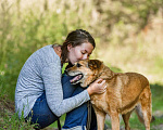 Собаки в Москве: Очень ждёт свою семью Девочка, Бесплатно - фото 7