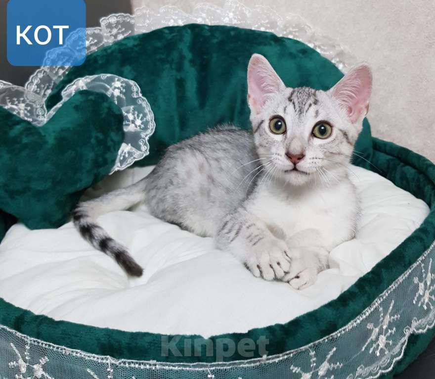 Кошки в Санкт-Петербурге: Котик редкой породы Египетская мау  Мальчик, Бесплатно - фото 2