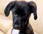 Собаки в других городах Московской области: Щенок Изя в добрые руки  Девочка, Бесплатно - фото 1