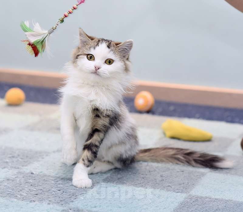 Кошки в Москве: Ласковый и ручной пушистый котенок Котя в добрые руки Мальчик, 1 руб. - фото 2