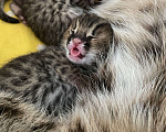 Кошки в Санкт-Петербурге: Котенок Амурского леопардового кота Девочка, 160 000 руб. - фото 1