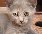 Кошки в Пензе: Отдадим котят бесплатно в добрые руки! Девочка, Бесплатно - фото 1