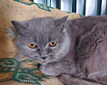 Кошки в Звенигороде: Найдена кошка в д. Синьково Девочка, 1 руб. - фото 3