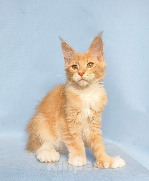 Кошки в Москве: Мейн-Кун полидакт Девочка из питомника Девочка, 60 000 руб. - фото 5