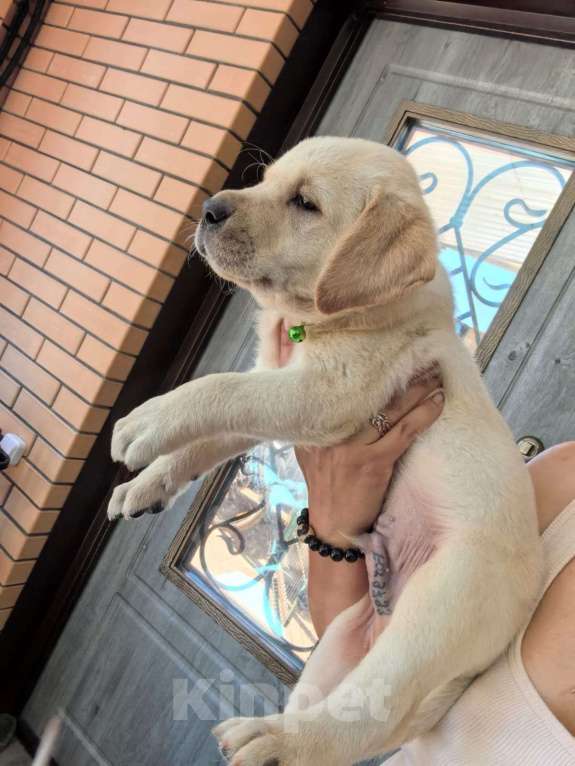 Собаки в Краснодаре: Лабрадор щенок Мальчик, 35 000 руб. - фото 3