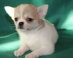 Собаки в Одинцово: Чихуахуа-  Очень  Красивый  Мальчик Мальчик, 17 000 руб. - фото 2