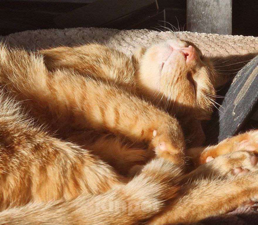 Кошки в Москве: кот Апероль ищет дом Мальчик, Бесплатно - фото 6