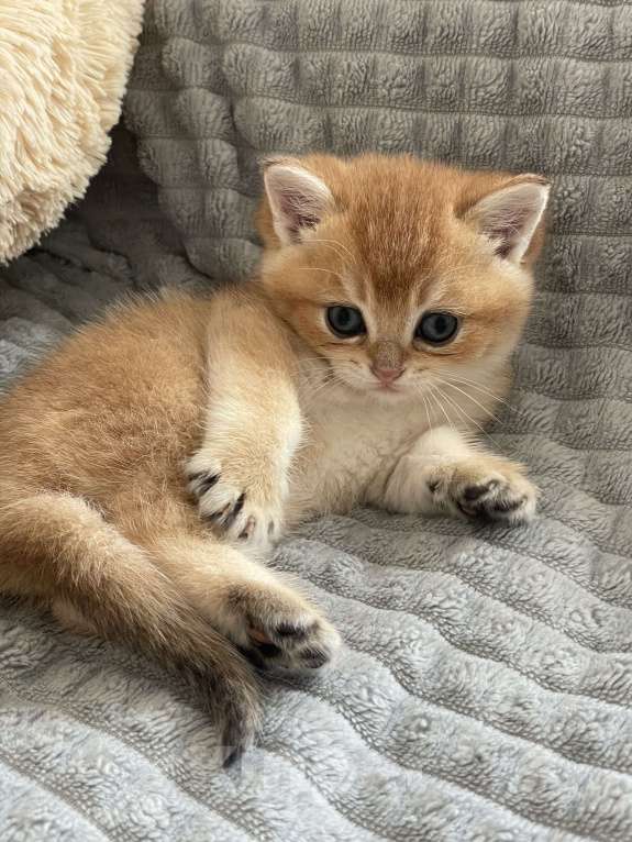 Кошки в Москве: Золотая шиншила Девочка, 35 000 руб. - фото 6