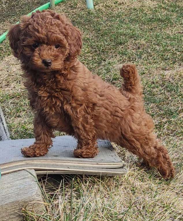 Собаки в Екатеринбурге: Щенки Той пуделя ред браун разнополве Разнополые, 70 000 руб. - фото 4