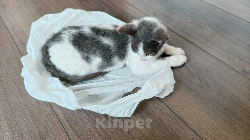 Кошки в Красноярске: Отдам в добрые руки котенка девочку. Девочка, Бесплатно - фото 5