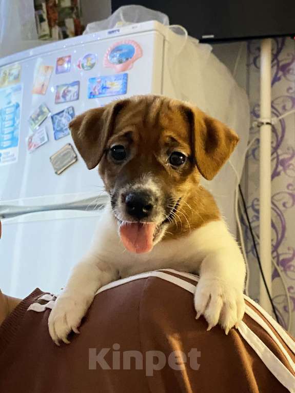 Собаки в Пскове: Девочка 1 Девочка, 25 000 руб. - фото 2