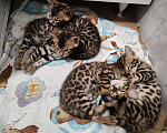 Кошки в Москве: Бенгальский котёнок 1,5 мес  Девочка, 40 000 руб. - фото 1