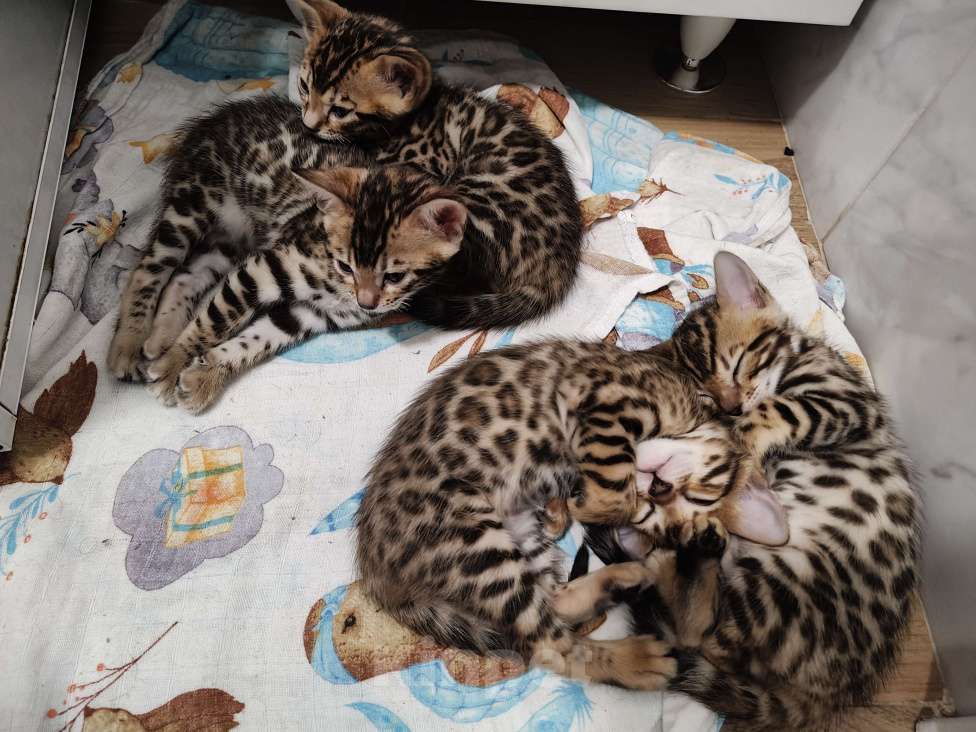 Кошки в Москве: Бенгальский котёнок 1,5 мес  Девочка, 40 000 руб. - фото 1