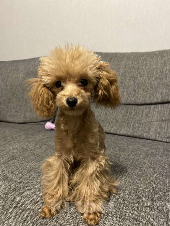 Собаки в Волгограде: Продам собачку Мальтипу  Девочка, 55 000 руб. - фото 4