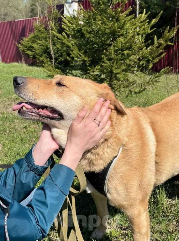 Собаки в других городах Московской области: Одиссей ищет гавань Мальчик, Бесплатно - фото 4
