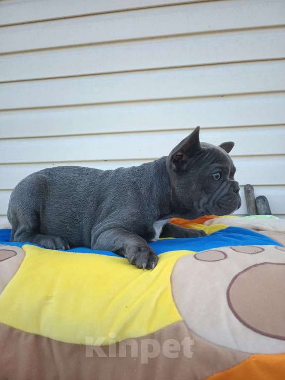 Собаки в других городах Ленинградской области: Щенки Мерлешки Девочки и Мальчики  Девочка, 40 000 руб. - фото 8