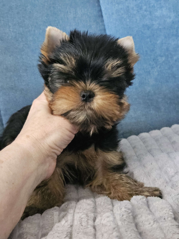 Собаки в Москве: Мальчик йорка Мальчик, 70 000 руб. - фото 7