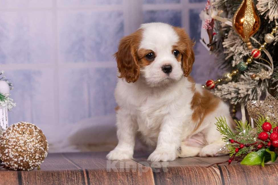 Собаки в Королеве: Кавалер Кинг Чарльз спаниель щенок мальчик мини Мальчик, 65 000 руб. - фото 6