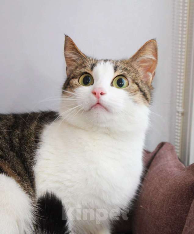Кошки в Москве: КИКИ — нежная кошечка с глазами цвета весны 💚 Девочка, Бесплатно - фото 2