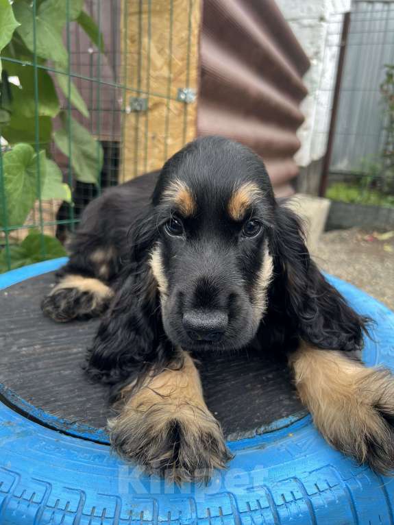 Собаки в других городах Ставропольского края: Английский Кокер спаниель  Мальчик, Бесплатно - фото 2