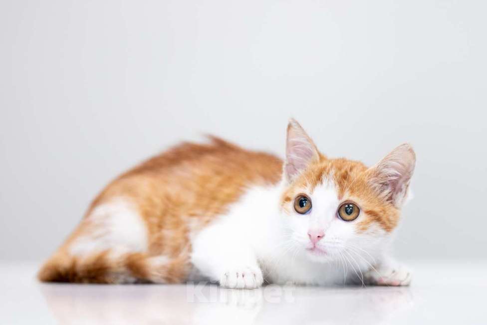 Кошки в Москве: Мюсля Девочка, Бесплатно - фото 3